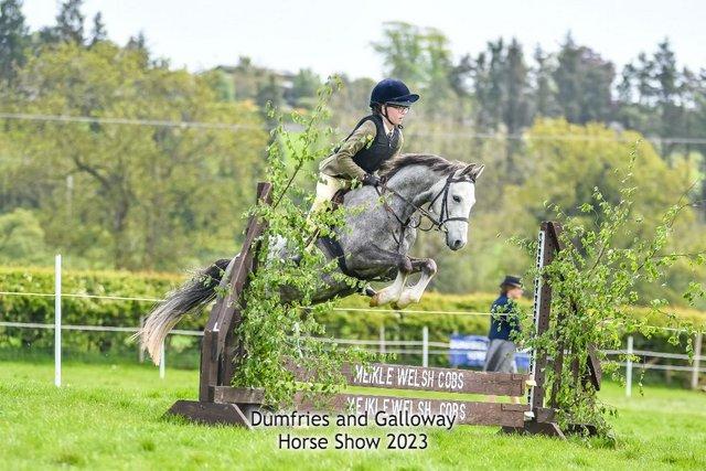 Preview of the first image of Welsh sec B gelding 5yo,  PC, WHP, Showjumping.