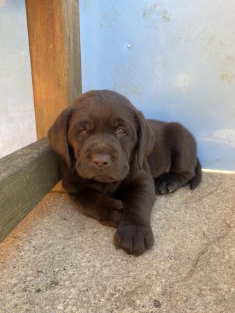 Image 9 of KC Chocolate Labrador puppies for sale Kennel Club Registere