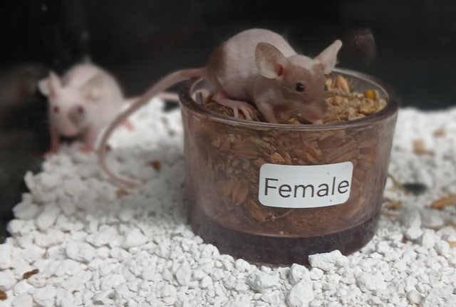 Image 1 of Naked Mice , Males and Females