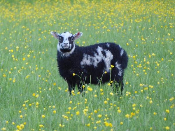 Image 5 of Pet/fibre lambs, mixed breeds