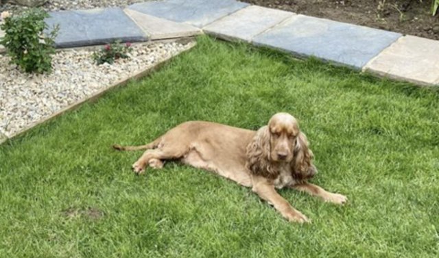 Image 5 of 6 year old female show type cocker spaniel