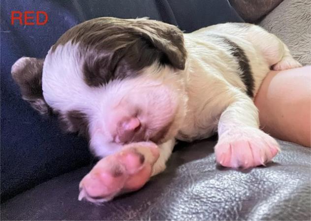 Image 5 of Beautiful KC Registered English Springer Spaniel Puppies
