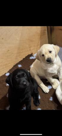 Image 1 of 7 week old Labrador puppies for sale