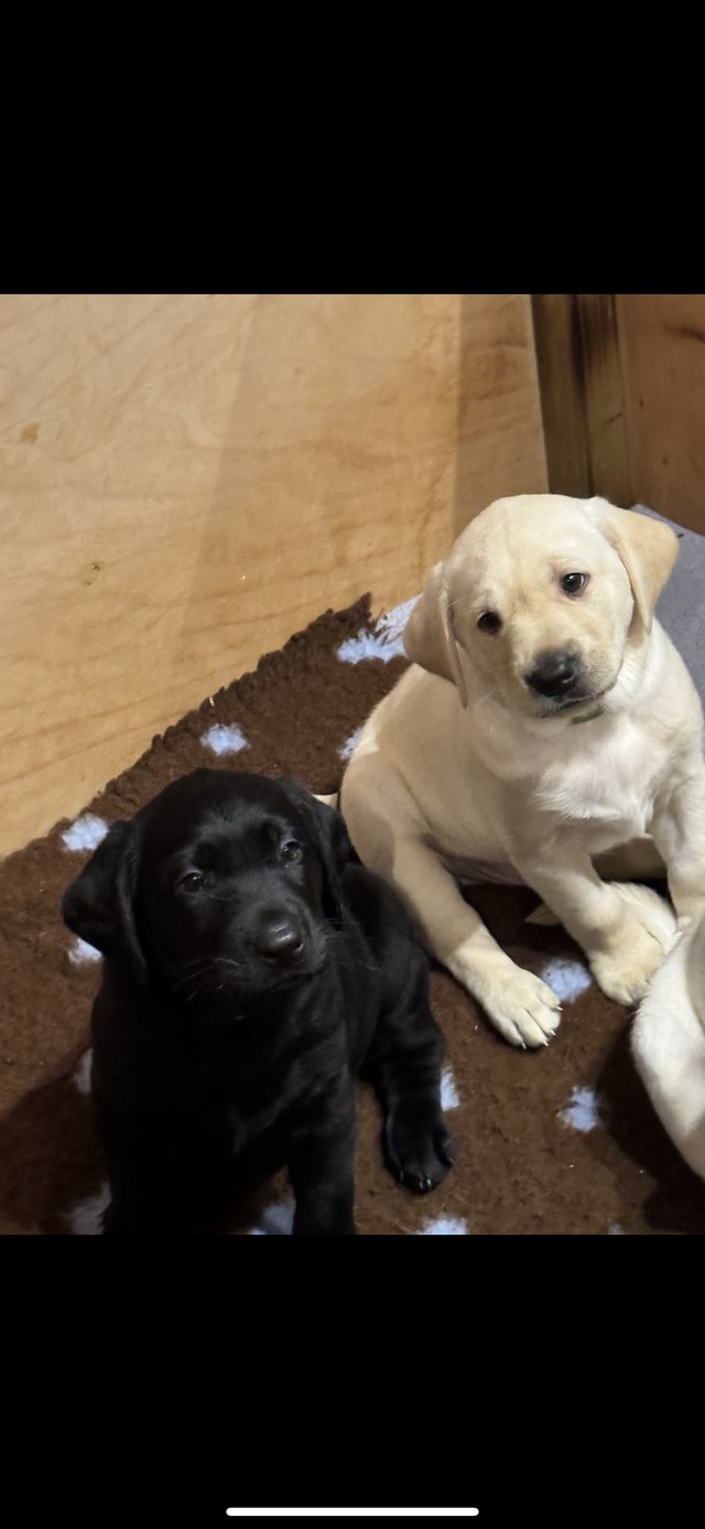 Preview of the first image of 7 week old Labrador puppies for sale.