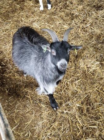 Image 1 of 12 month old pygmy weather goats