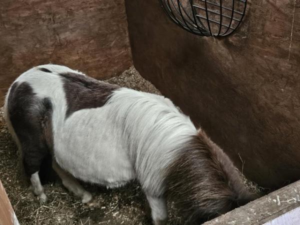 Image 2 of 2 year old Registered Piebald Miniature Shetland Filly