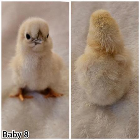 Image 12 of **BRAND NEW** Silkie and Showgirl chicken chick's *RARE*