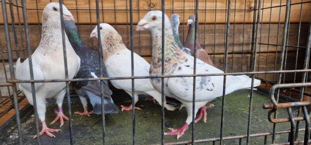 Preview of the first image of Quality Racing pigeons coloured.