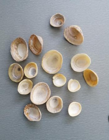 Image 8 of A Mixed Lot of Real Seashells.  100 Plus Pieces.