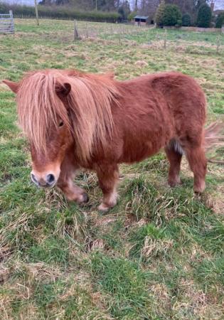Image 4 of Super Shetland Pony - Zennor Jenny Wren