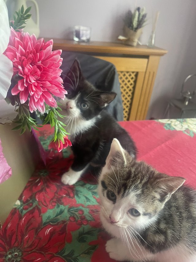 Preview of the first image of 7week old kittens for sale.