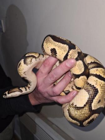 Image 2 of Pastel YellowBelly Ball Python - CB20 Male