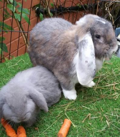 Image 5 of Giant French Lop babies - fully vaccinated 3 in 1