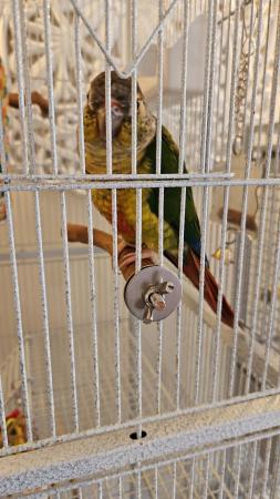 Image 2 of Green cheek conures x2 male and female
