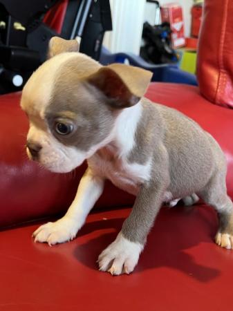 Image 9 of chunky rare colours full pedigree blue eyed Boston terriers