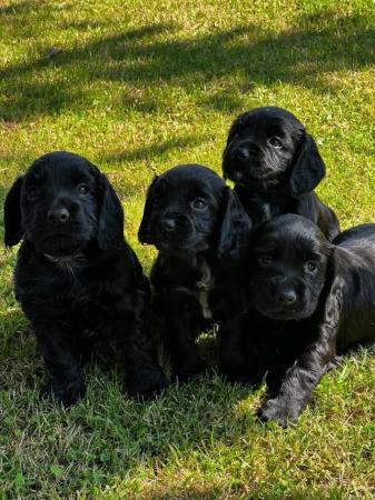 Image 2 of KC Registered Working Cocker Spaniel Puppies, Boys.