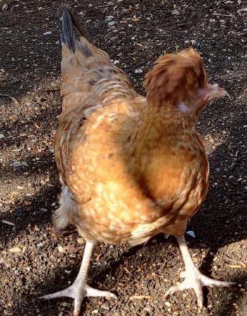 Image 7 of Chickens male and female for sale