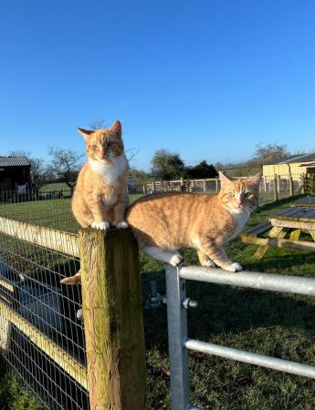 Image 1 of Beautiful pair of ginger boys looking for kind loving home