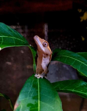 Image 35 of Beautiful Crested Geckos!!! (ONLY 1 LEFT)
