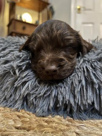 Image 10 of Cocker spaniel puppies for sale