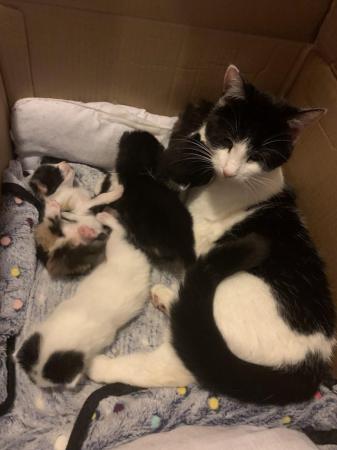 Image 3 of 4 beautiful kittens adopt