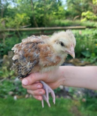 Image 12 of Light sussex chicks two weeks old £5 each or 5 for £20