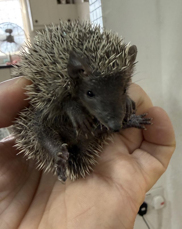 Beautiful Lesser Hedgehog Tenrecs for sale — photo 2 of 4