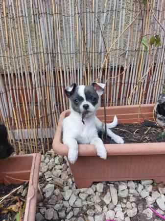 Image 7 of Chihuahua pups AVAILABLE