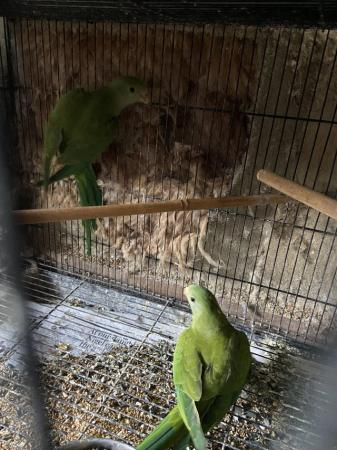 Image 2 of Young 2024 bred barraband parakeets available