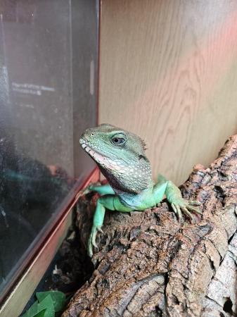 Image 3 of Male Chinese water dragon.With enclosure.