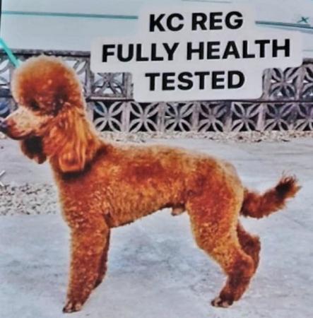 Image 16 of Beautiful Red Poodle Puppies READY THIS WEEKEND.