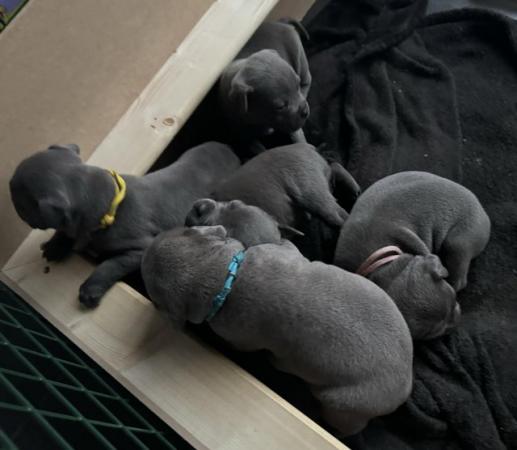Image 16 of beautiful champion blue Staffordshire bull terrier puppies