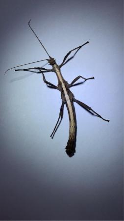 Image 5 of Mix and Match stick insects 50p each (uk + postage £2) *READ