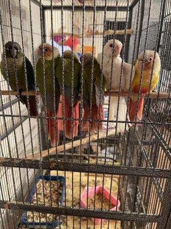 Image 3 of Babies conures and 1 baby cockatiel for sale