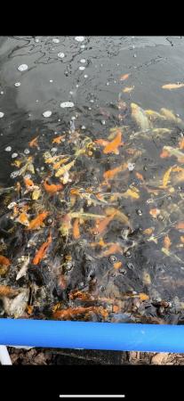 Image 3 of 3-6inch koi reared from new Forrest koi fry
