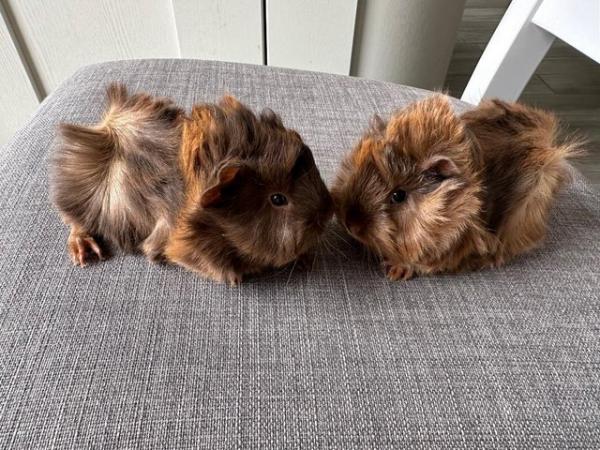 Image 2 of Now Reserved. very handsome funky male baby guinea pigs