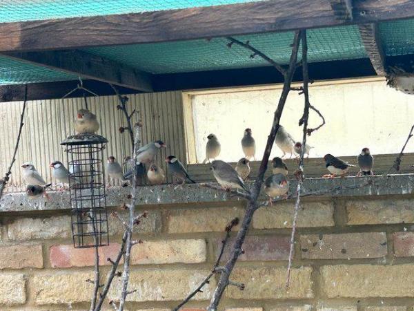 Image 4 of Zebra Finches and Java finches