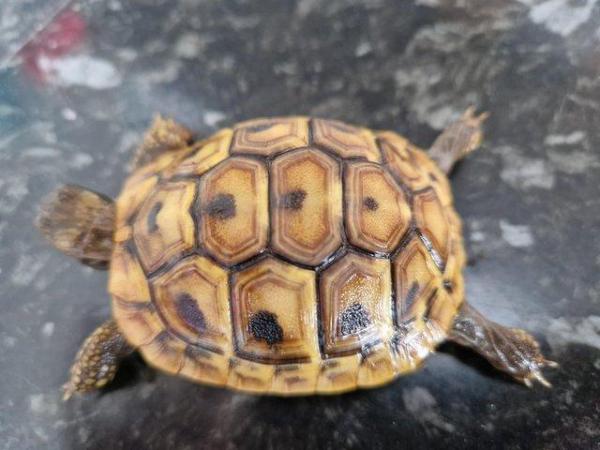 Image 3 of Hermanns baby tortoises,stunning markings )Hatched May 2022