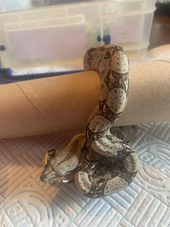 Image 11 of Boa Constrictor Babies for sale