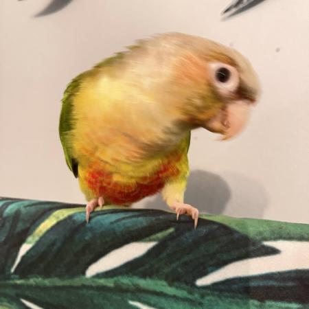 Image 4 of Young pineapple conure parrot green cheek conure ready now