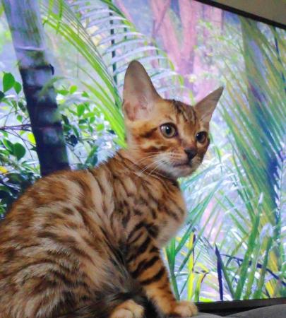 Image 4 of Beautiful Bengal Kitten full Pedigre TICA registered female