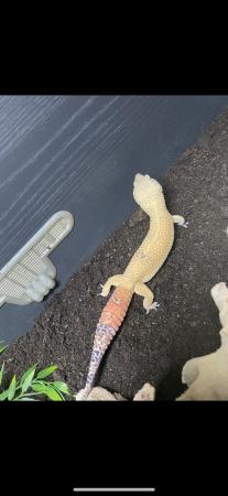 Image 5 of Male Hypo Carrot Tail Tangerine Leopard Gecko