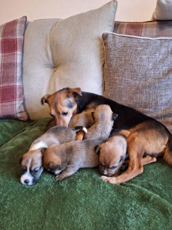 6 stunning Jack Russell puppies from a licenced breeder for sale in Thetford, Norfolk - Image 6