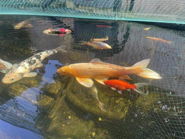 Image 4 of Large Koi Carp pond fish