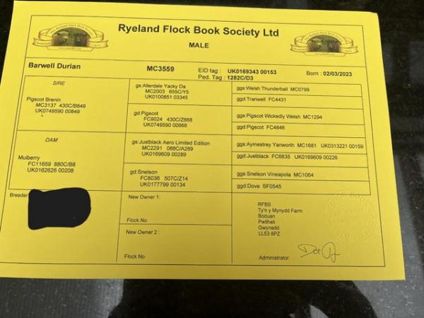 Image 4 of Registered Coloured Ryeland Shearling Ram
