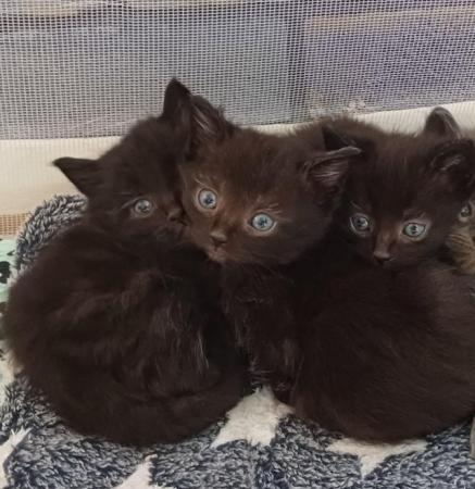 Image 3 of Beautiful and playful male kittens x2 Black fluffy boys.