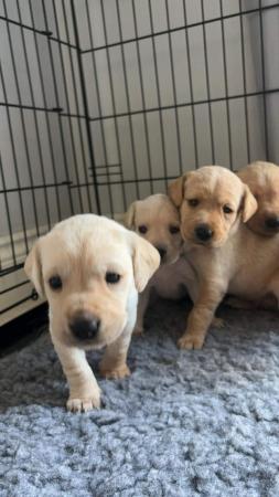 Image 8 of beautiful pedigree yellow Labradors puppies. READY NOW