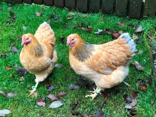 Image 32 of *POULTRY FOR SALE,EGGS,CHICKS,GROWERS,POL PULLETS*