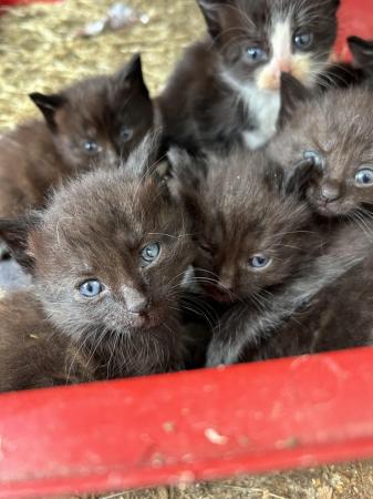 Image 4 of 5 week old kittens mixed litter