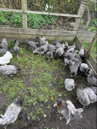 Image 5 of Barred Marans - Point of Lay Hens- Free Range